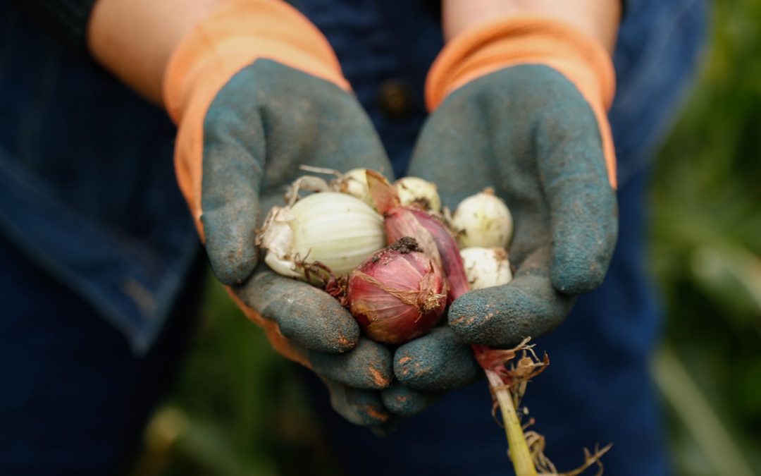 Master Gardener Credits No-till Gardening with Increased Soil Health and Decreased Weeds