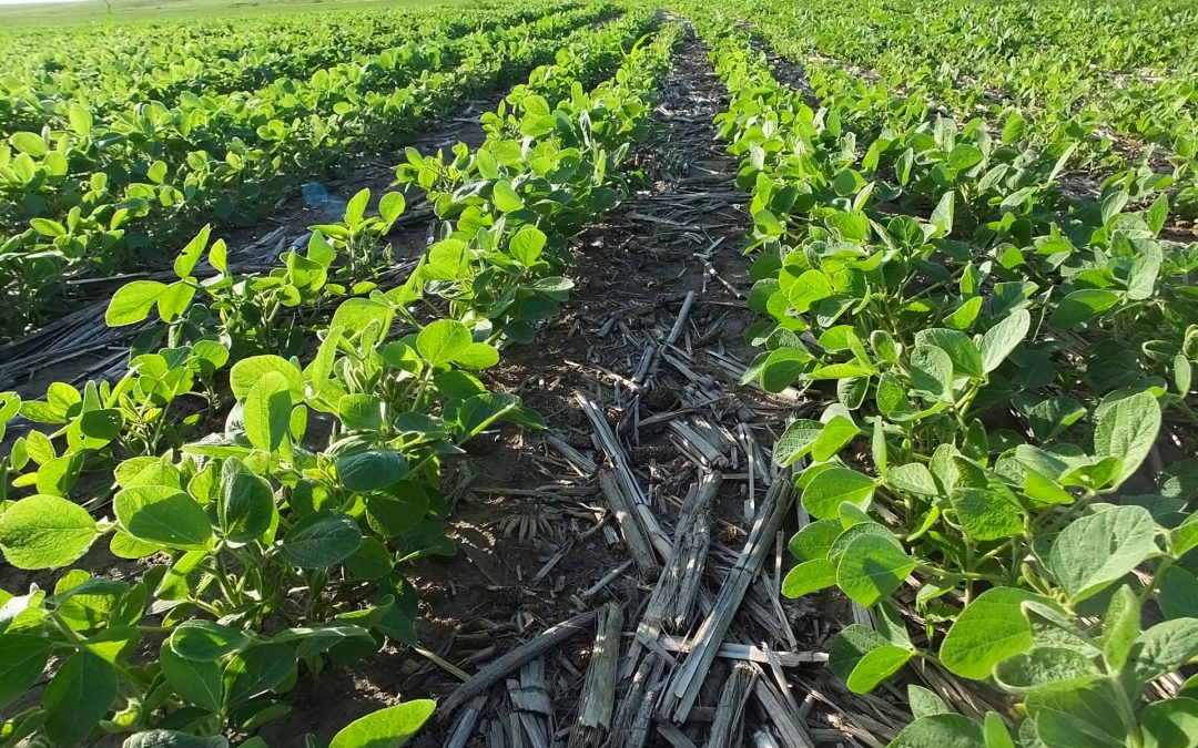 Strategies For Weed Management Using A No-Till System: Avoiding Tillage for Increased Soil Health
