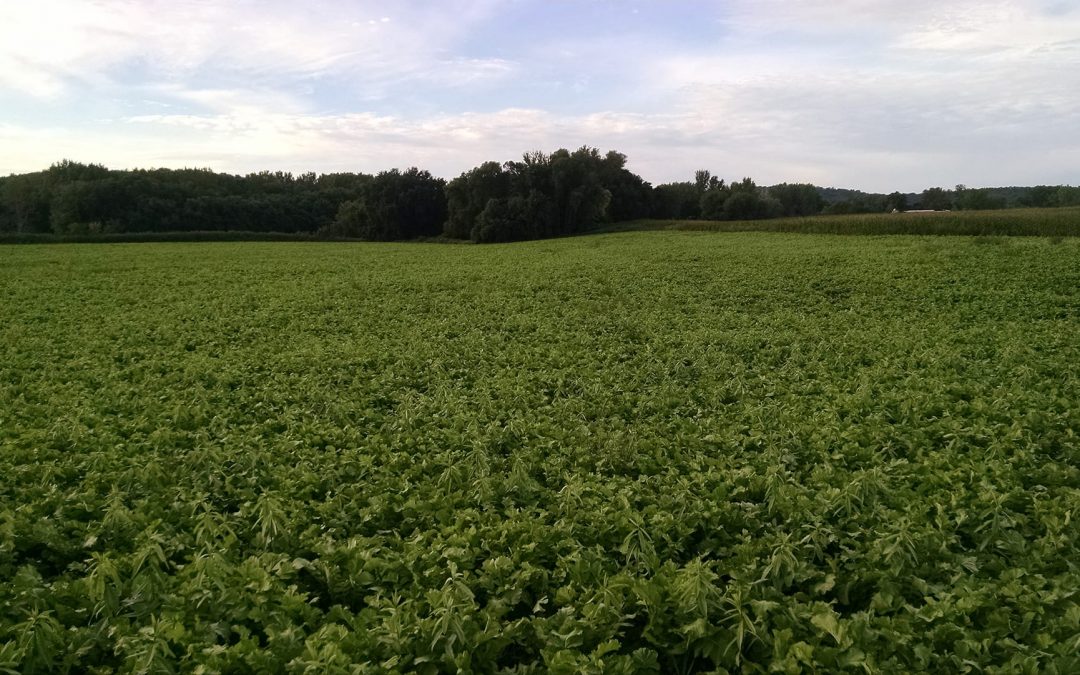 Soil Management Now Affects Long Term Outcomes