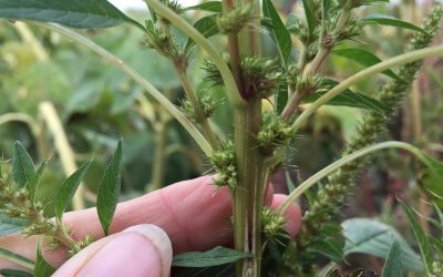 Palmer Amaranth is an Aggressive Threat to SD Fields