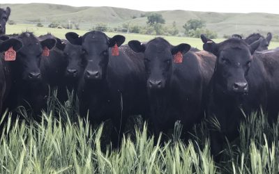 Grazing Livestock on Cover Crops Improves Soil Health & Quality of Life