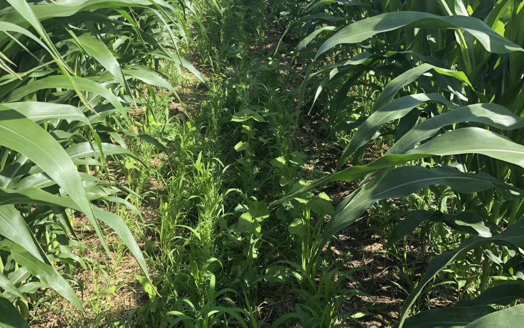 Keeping It Interesting: SD Farmers Test Interseeding & Other Soil Health Practices