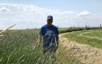 Soil Health Practices Revive Salinity Areas Regenerating Dead Zones