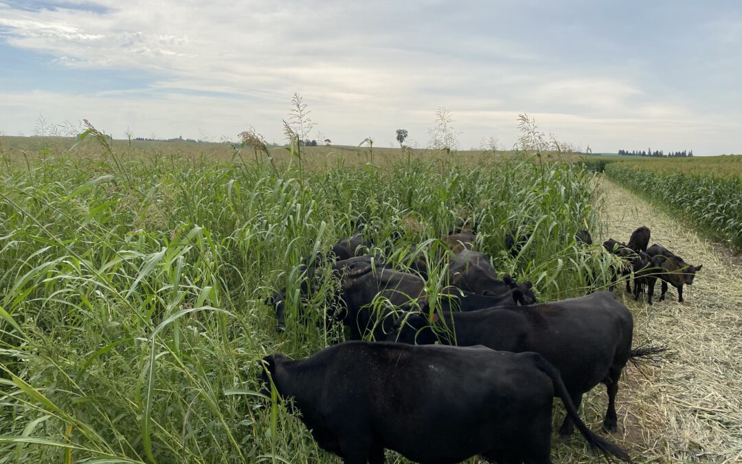 Put cover crops to work for you