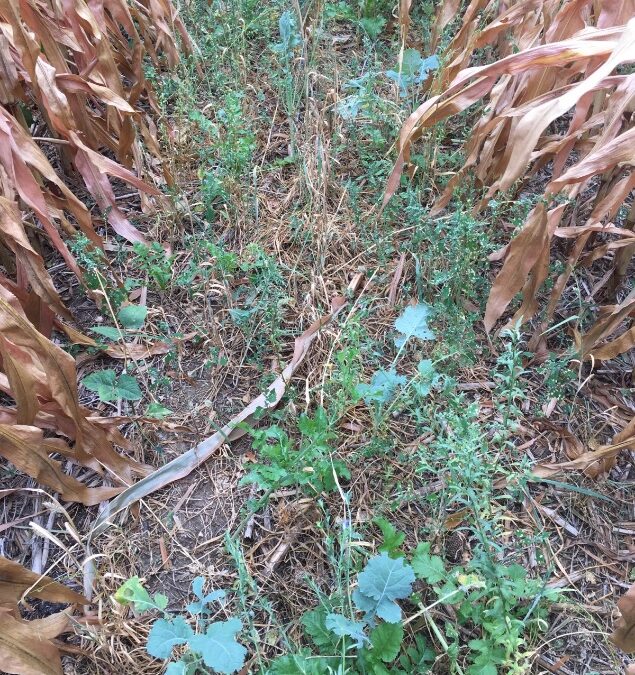 Update: Garretson, 60-inch corn plot