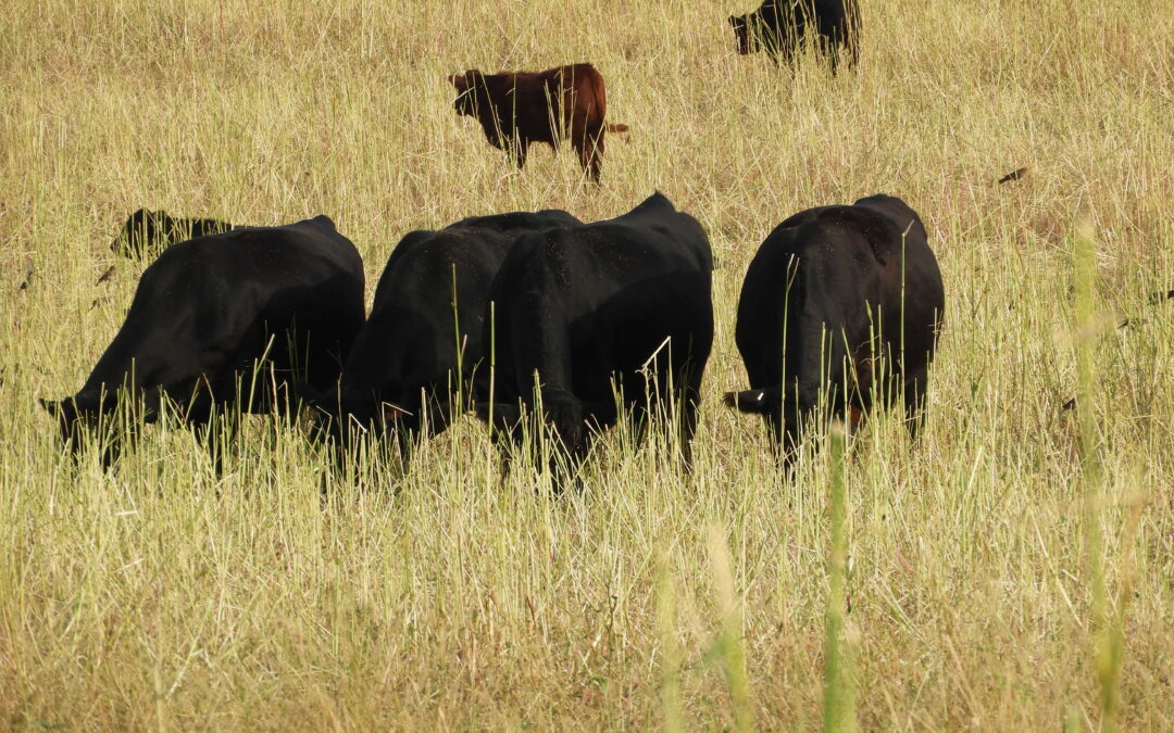 Match.Graze and SD Grazing Exchange work to connect landowners and livestock managers