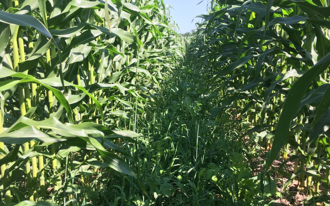 2020 Research Report: 60-Inch Corn Rows Interseeded With Cover Crops