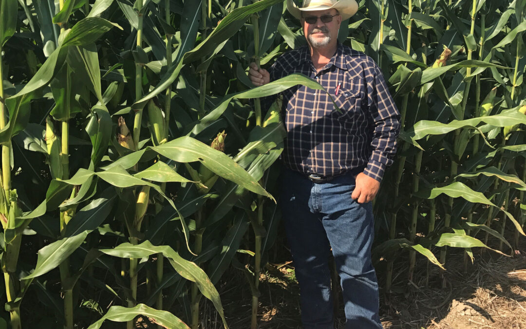 Maximum benefits seen when cover crops and cattle grazing added to no-till