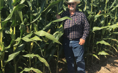 Maximum benefits seen when cover crops and cattle grazing added to no-till