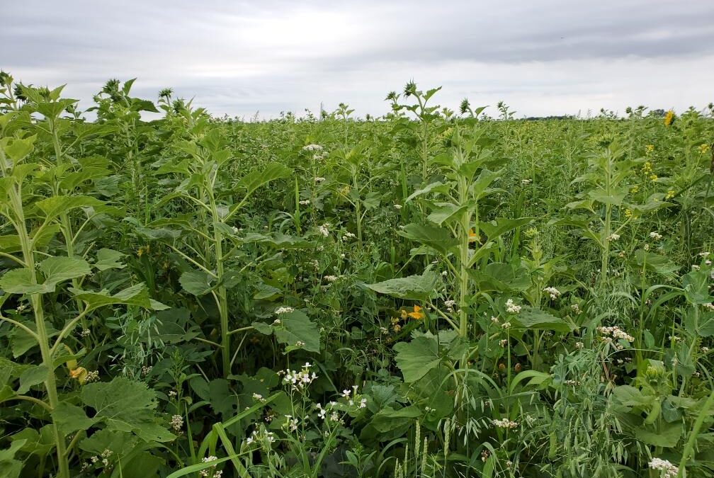 Congratulations to 2021 Soil Health Conference Student Contest Winners