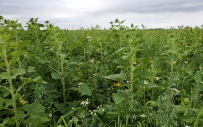 Congratulations to 2021 Soil Health Conference Student Contest Winners