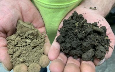 Standing up to drought: No-till, cover crops build resilient soil for managing water