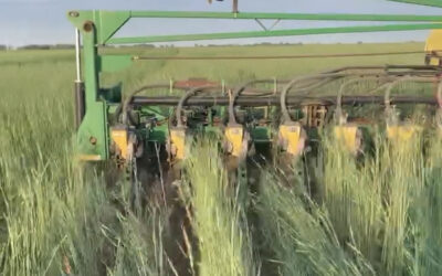 Planting green: Rethinking cropland management