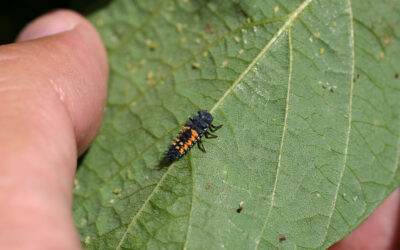Reap the value of beneficial insects through soil health