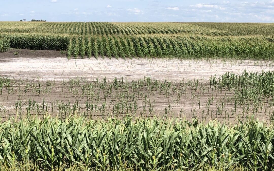 Workshop to help producers manage saline soils