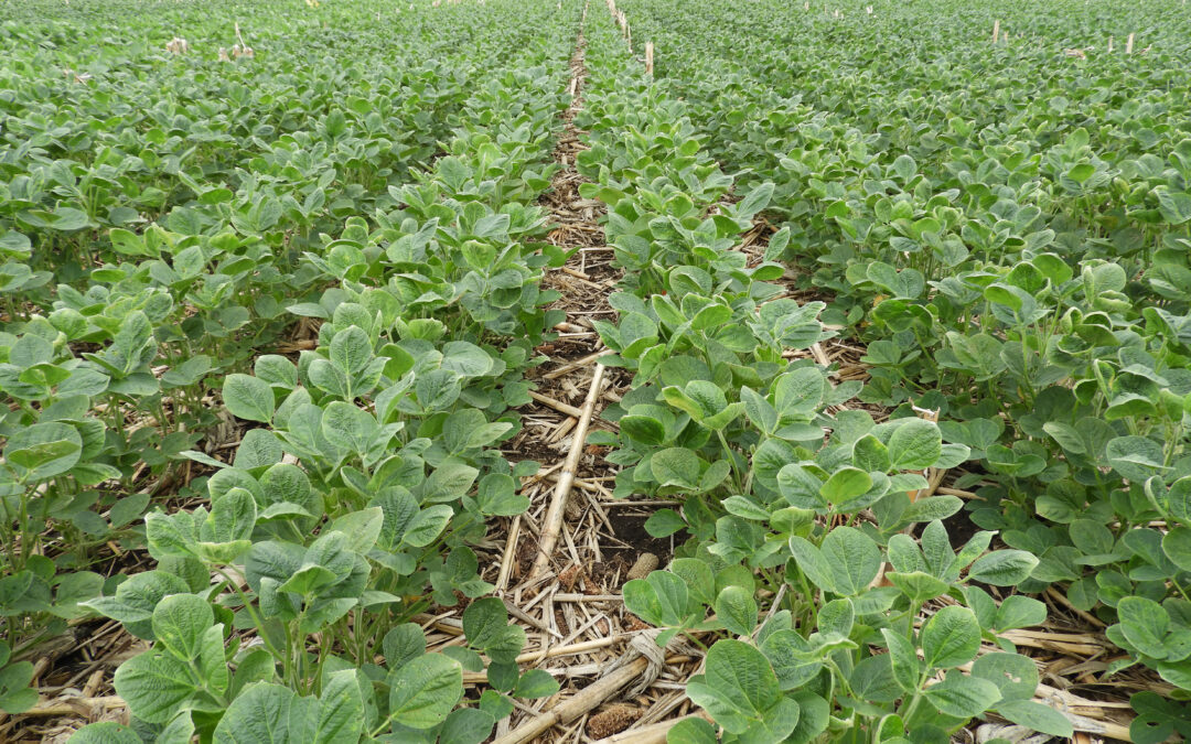 Residue helps farmers save on water, fertilizer costs