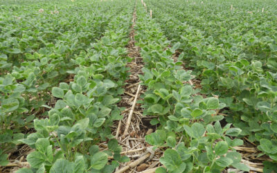 Residue helps farmers save on water, fertilizer costs