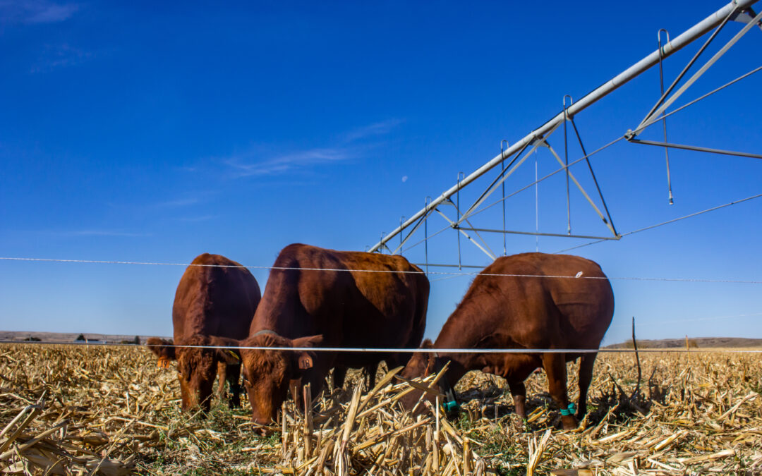 Video series offers tips on harvesting failed crops as forage