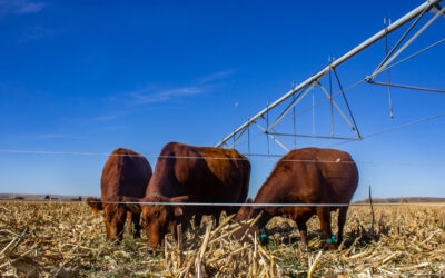 Video series offers tips on harvesting failed crops as forage