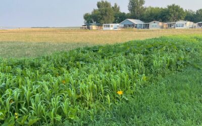 Milpa Gardens Can Build Soil Health and Communities