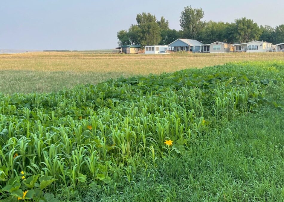 Milpa Gardens Can Build Soil Health and Communities