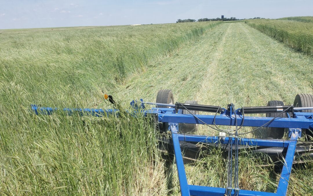 Cover crops require careful management