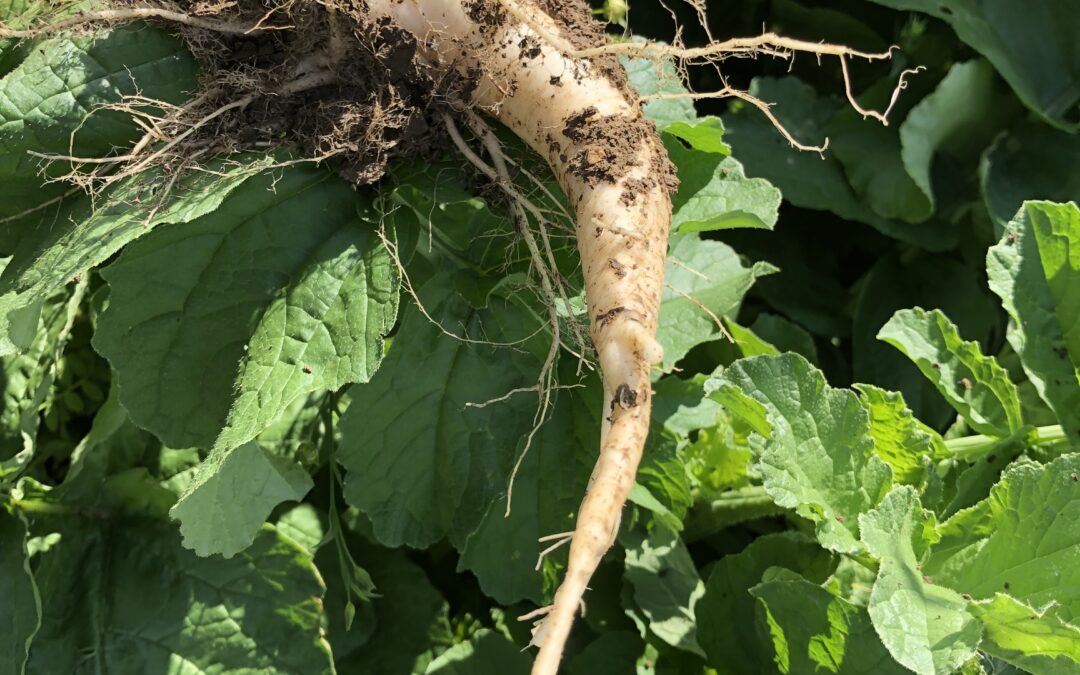 Living roots: Fighting soil compaction with biology and diversity