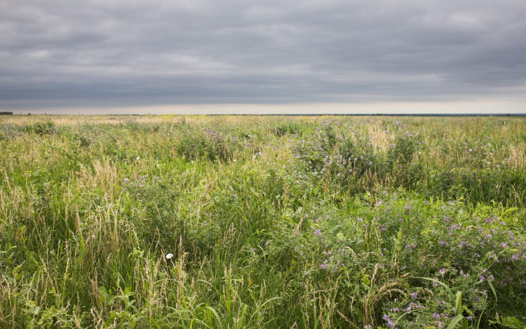 Healthy land management can prevent dust storms