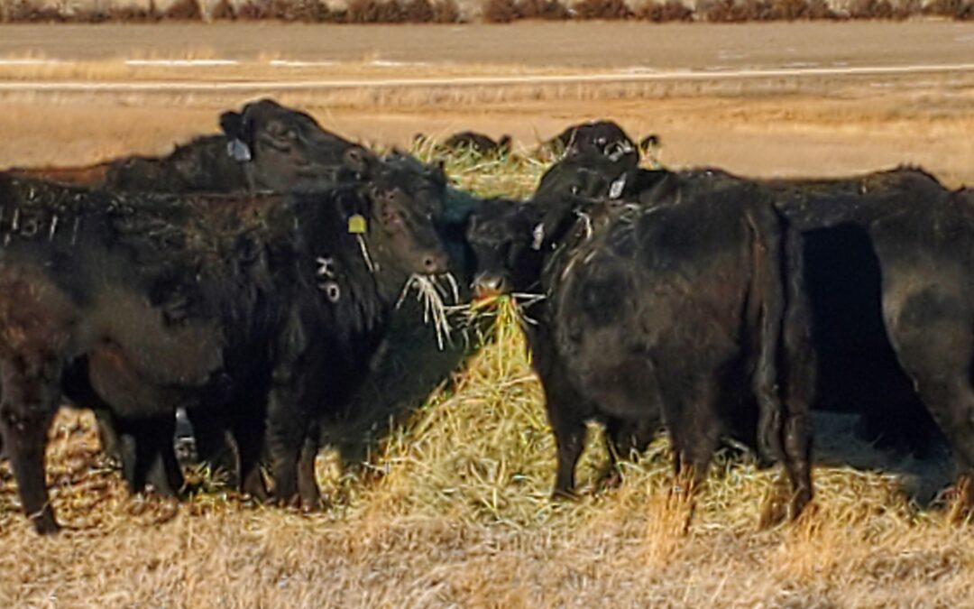 Bale grazing: Efficient soil health improvement