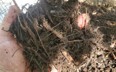 Adding life to the soil: Experimenting with compost