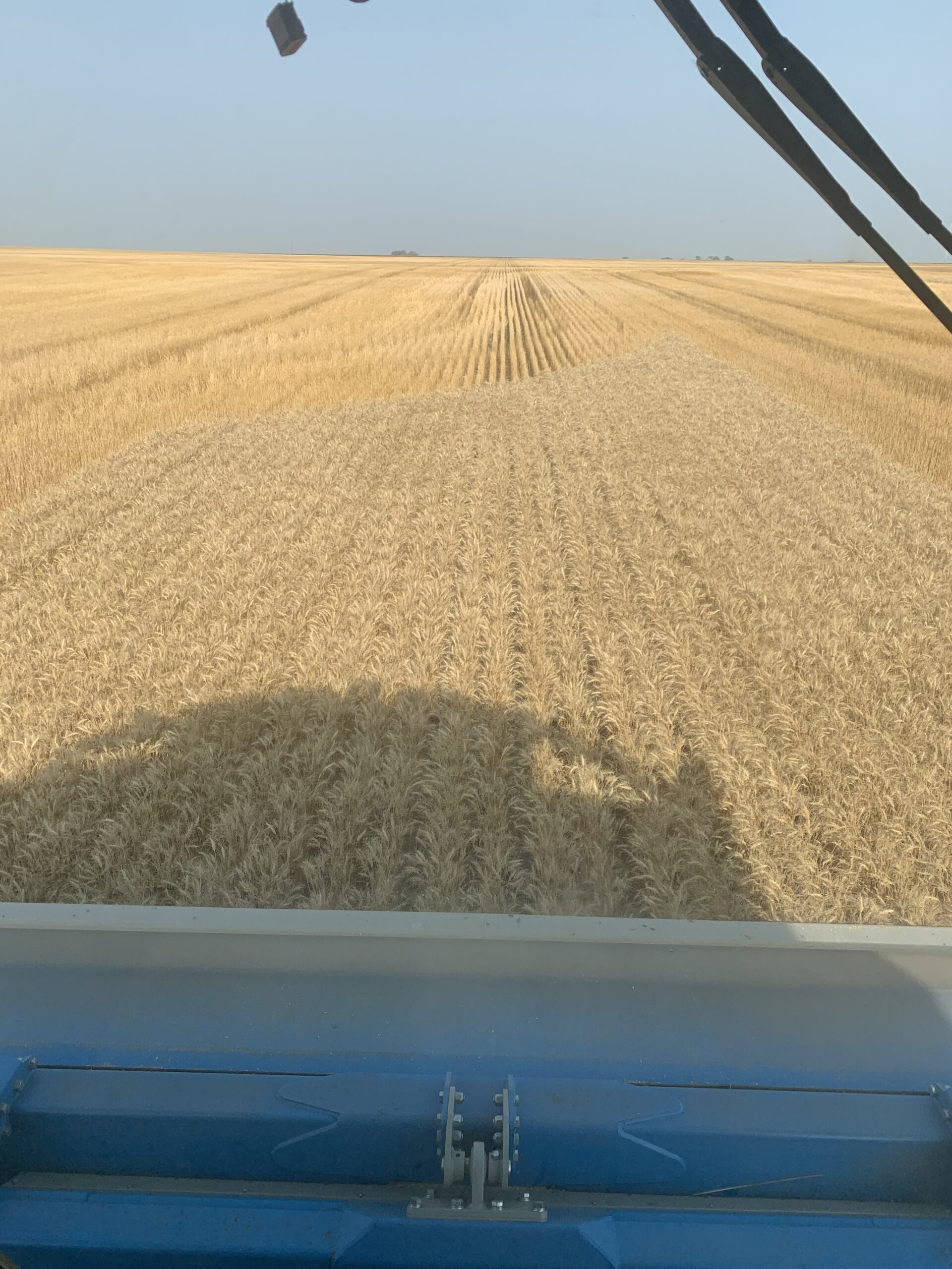 Cronin Farms uses stripper combine heads to harvest wheat in order to leave behind useful stubble which will protect the soil, aid moisture retention, and build soil organic matter. Courtesy photo.