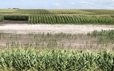 Saline Soil Management: More Money With Fewer Crop Acres