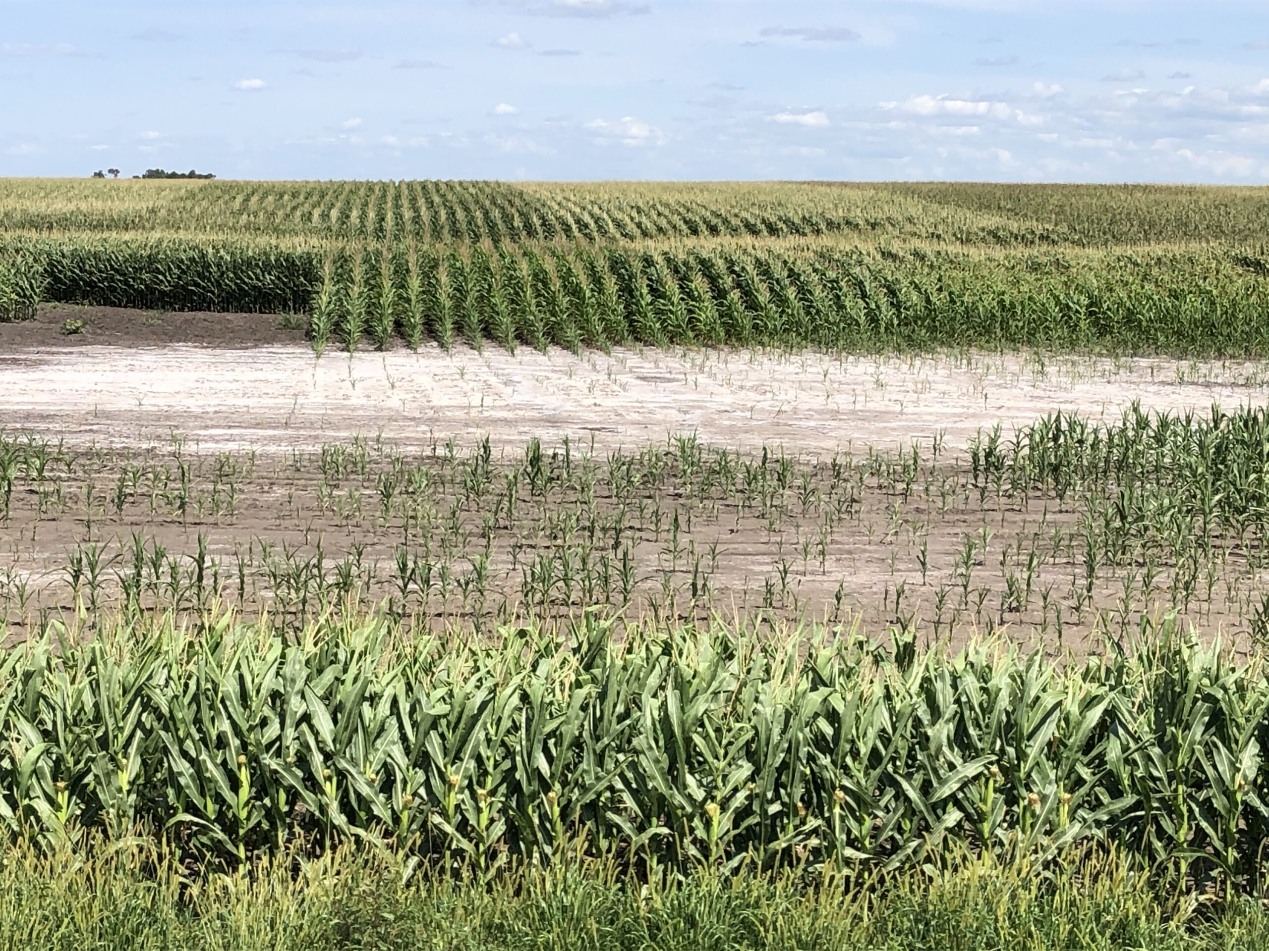 This photo depicts an area of saline soil in a corn field.