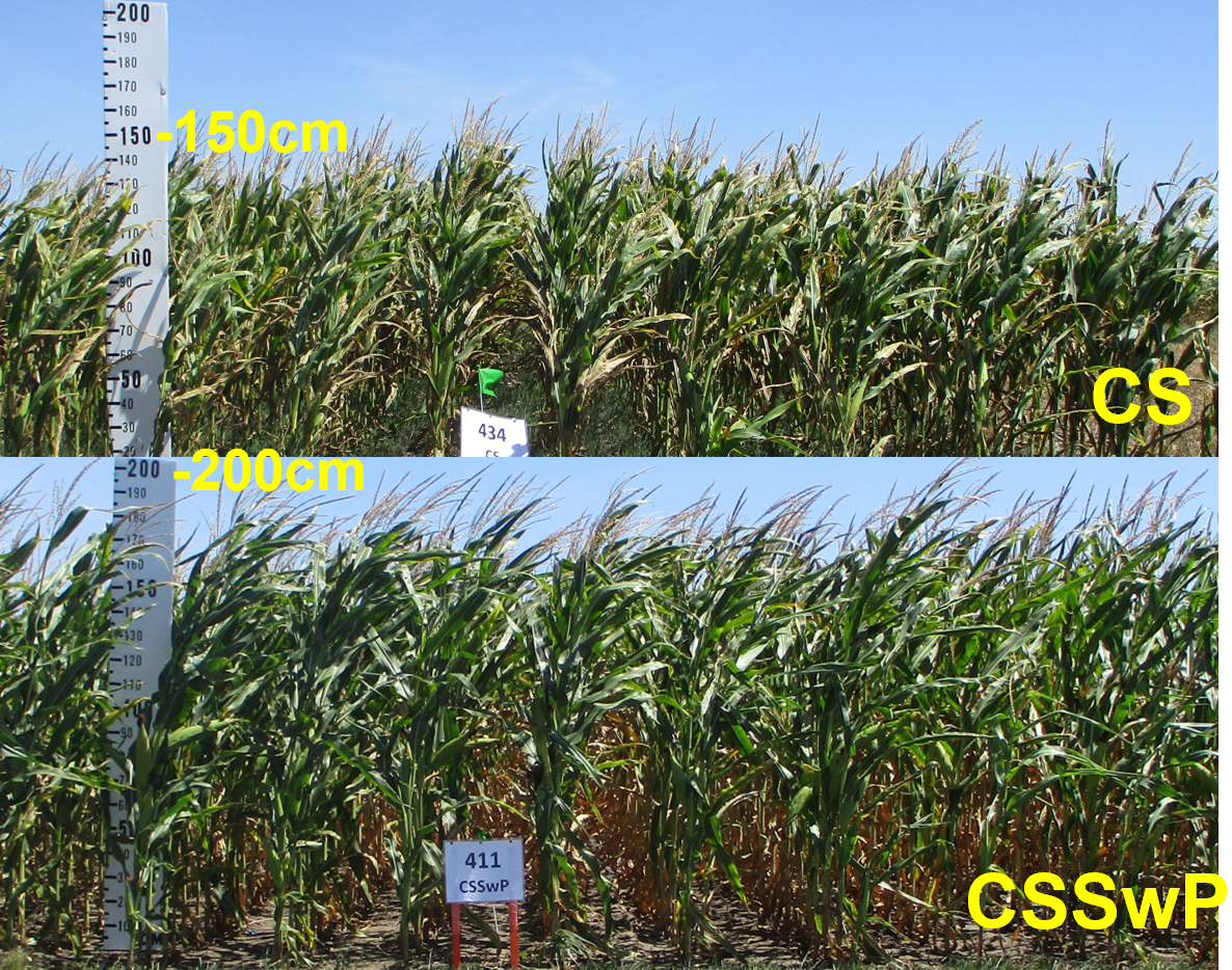 A graphic containing two photos comparing the height of corn plants between two different research plots.