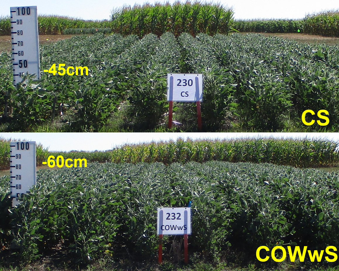 A graphic containing photos comparing soybean plant height in two different research plots.