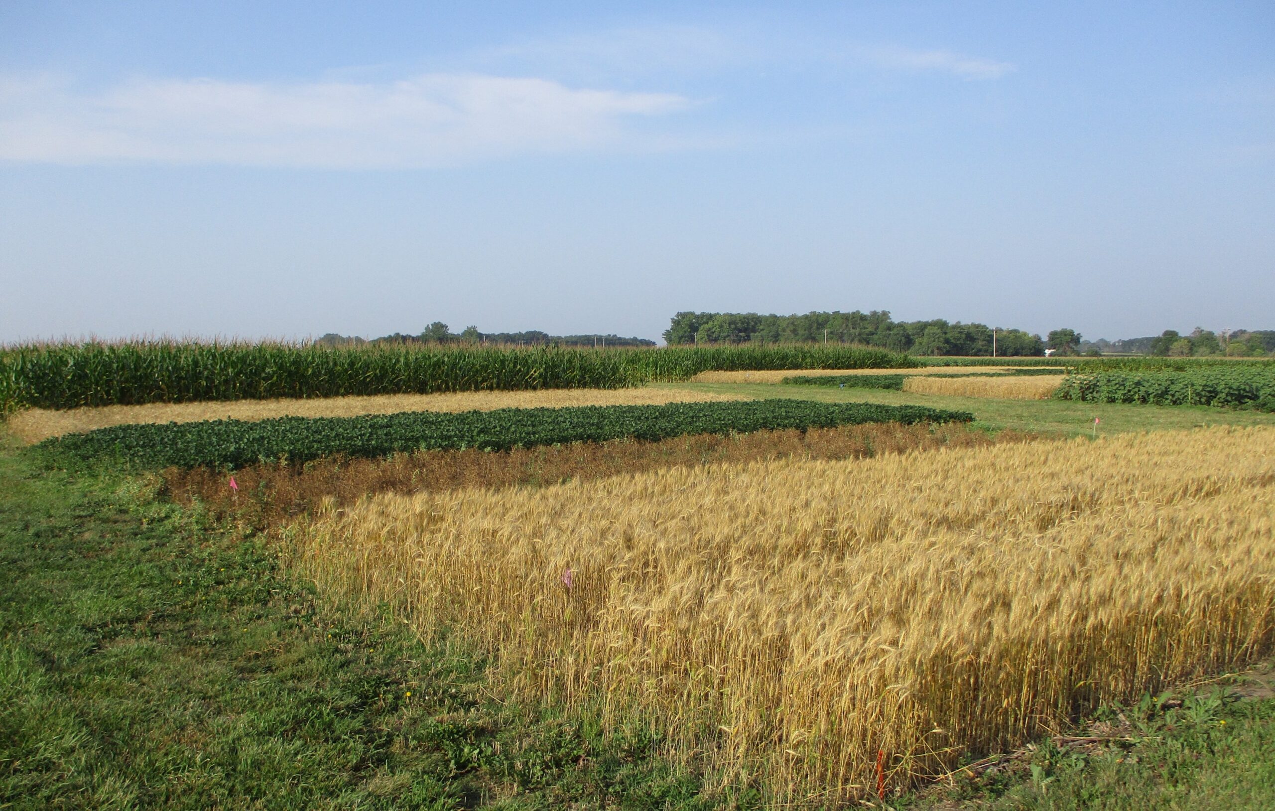A photo of a field with various crops grown in small plots for research.