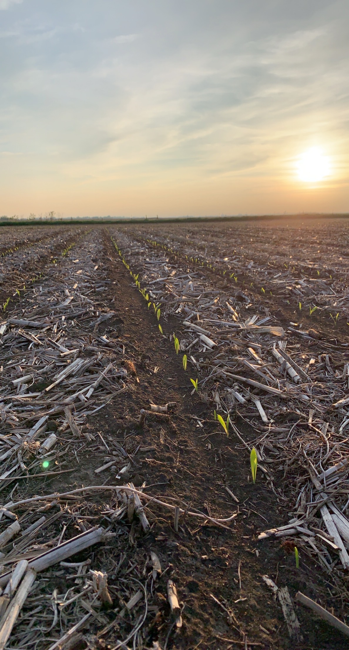 Photo of a sunset over a field of heavy crop residue with a healthy crop of young corn plants growing through the residue.