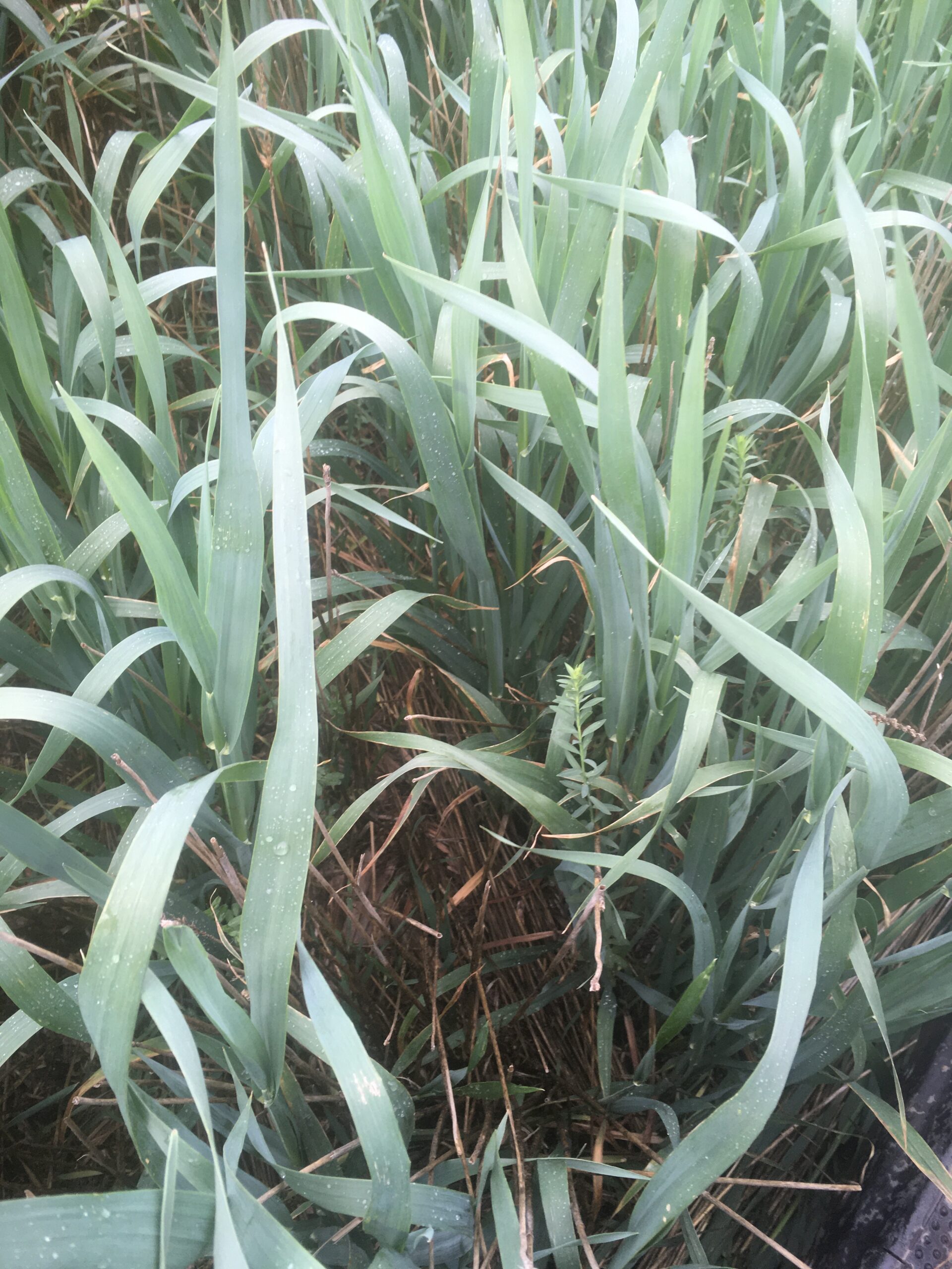 A closeup photo showing a cover crop consisting of several different species growing in wheat residue.