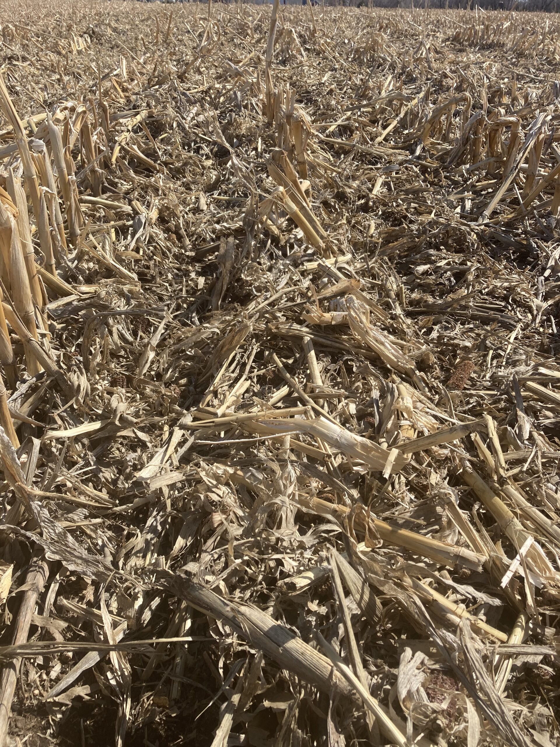A photo showing very heavy corn residue on a field.