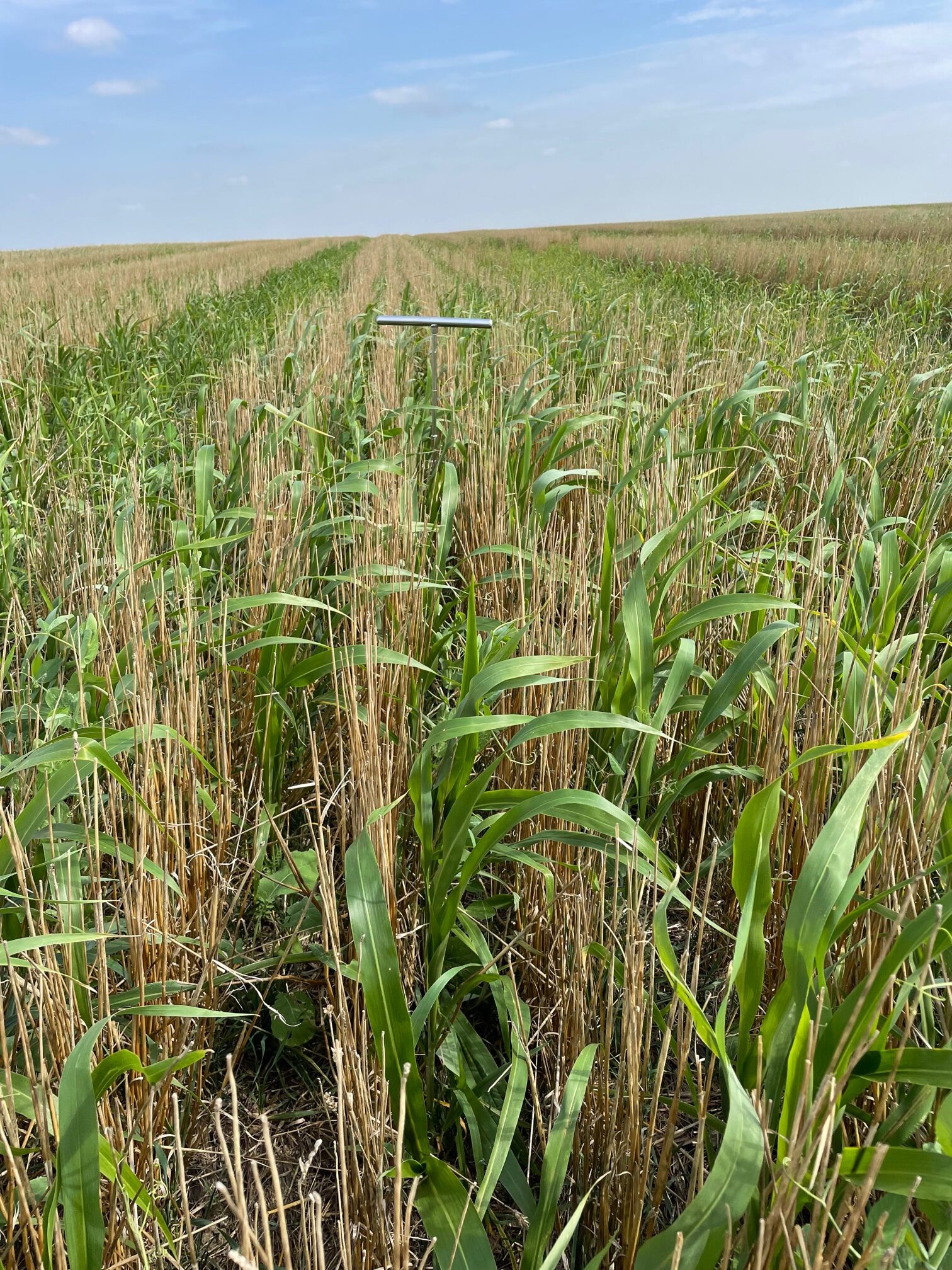 A cover crop struggles to grow in dry conditions between narrow rows of tall wheat stubble. A soil probe stands in the ground.