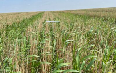 Moisture levels critical to cover crop decisions