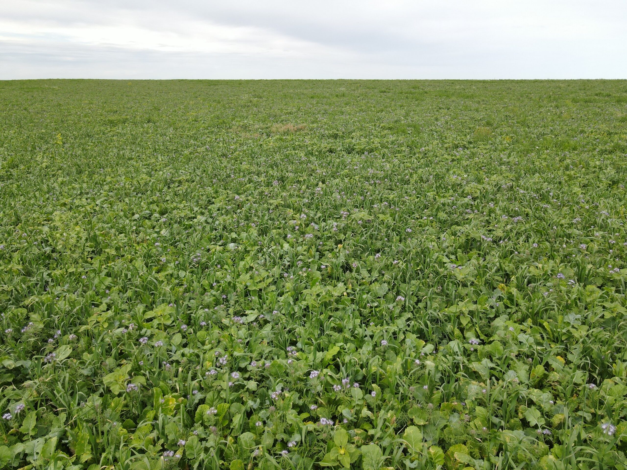 A green field of growing cover crops.