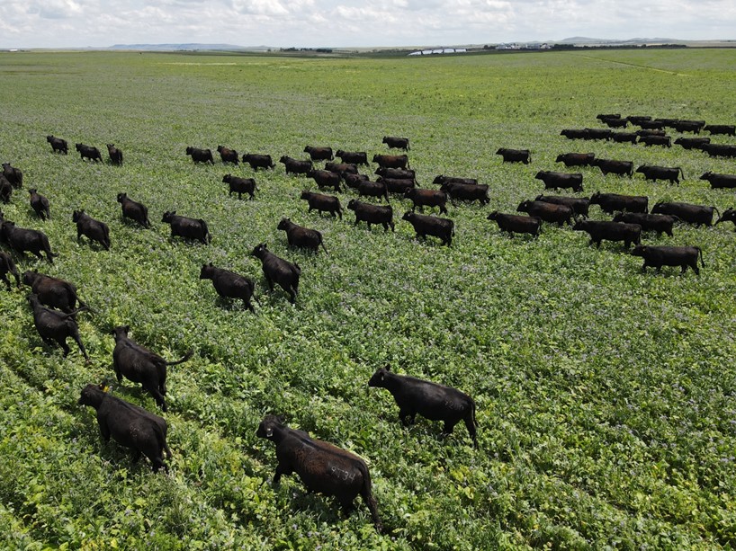 A herd of black cattle grazing in a field of green cover crops.