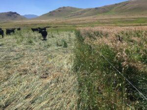 A fence-line comparison between a heavily grazed pasture containing cattle and an ungrazed pasture with tall grass.