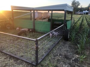 A photo of a mobile, multiple-species livestock pen between rows of crops.