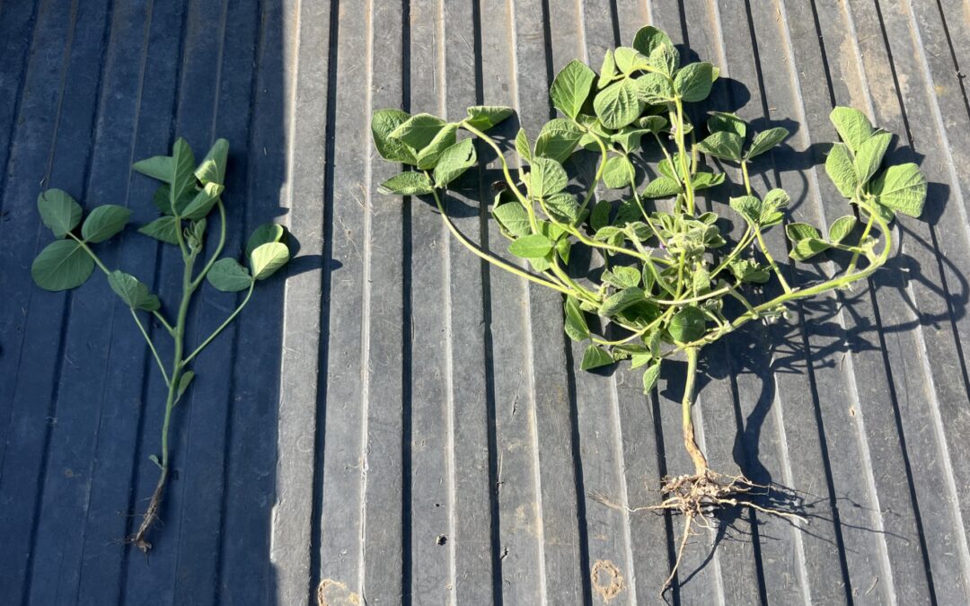 Farmer reaps higher yields by interseeding soybeans