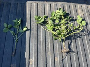 A photo of two soybean plants. The plant on the left is much smaller and less developed than the plant on the right.