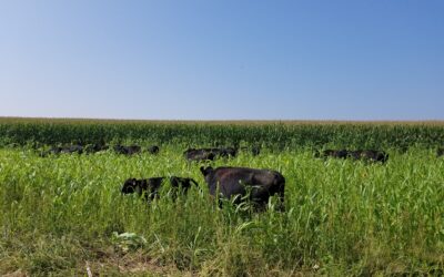 Grazing livestock on cropland pays off