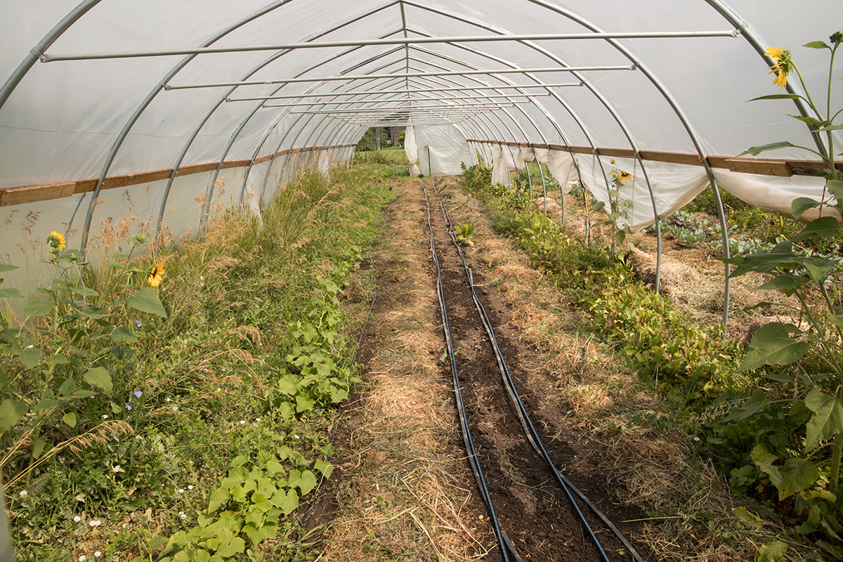 A photo of several people standing in a field of cover crops that are about shoulder high.