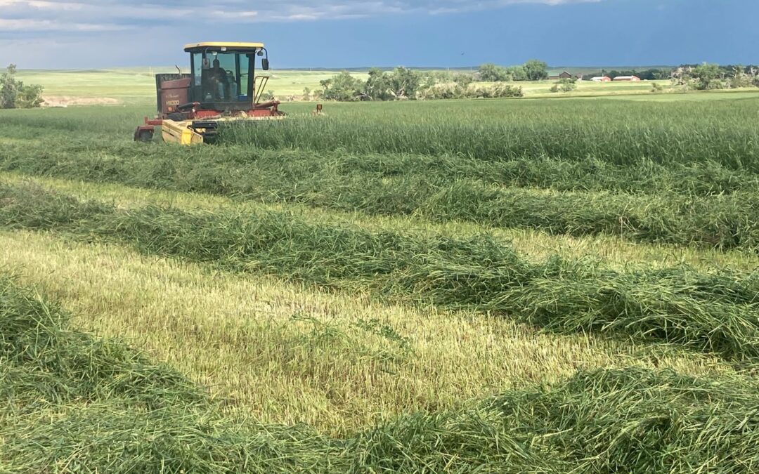 Test grain for nitrates before using it as forage